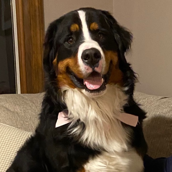 Meet your Posher, Gina - Picture 1 of 1